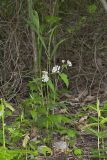 Four-leaved Milkweed, Asclepias quadrifolia