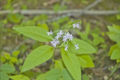 Four-leaved Milkweed, Asclepias quadrifolia