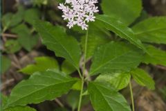 Four-leaved Milkweed, Asclepias quadrifolia