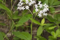 Four-leaved Milkweed, Asclepias quadrifolia