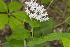 Four-leaved Milkweed, Asclepias quadrifolia