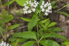 Four-leaved Milkweed, Asclepias quadrifolia