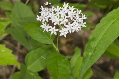 Four-leaved Milkweed, Asclepias quadrifolia