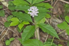 Four-leaved Milkweed, Asclepias quadrifolia