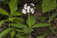 Four-leaved Milkweed, Asclepias quadrifolia