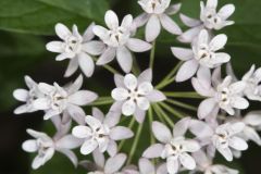Four-leaved Milkweed, Asclepias quadrifolia