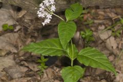 Four-leaved Milkweed, Asclepias quadrifolia