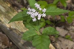 Four-leaved Milkweed, Asclepias quadrifolia