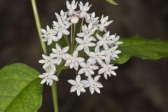 Four-leaved Milkweed, Asclepias quadrifolia