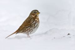 Fox Sparrow, Passerella iliaca