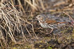 Fox Sparrow, Passerella iliaca