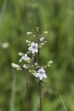 Foxglove Beardtongue, Penstemon digitalis