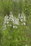 Foxglove Beardtongue, Penstemon digitalis