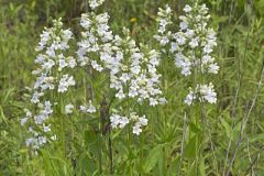 Foxglove Beardtongue