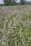 Foxglove Beardtongue, Penstemon digitalis