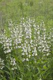 Foxglove Beardtongue, Penstemon digitalis