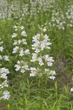 Foxglove Beardtongue, Penstemon digitalis