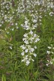 Foxglove Beardtongue, Penstemon digitalis