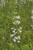 Foxglove Beardtongue, Penstemon digitalis