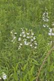 Foxglove Beardtongue, Penstemon digitalis