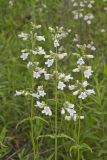 Foxglove Beardtongue, Penstemon digitalis