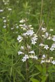 Foxglove Beardtongue, Penstemon digitalis