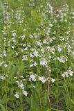 Foxglove Beardtongue, Penstemon digitalis