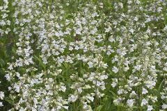 Foxglove Beardtongue, Penstemon digitalis