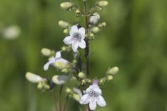 Foxglove Beardtongue, Penstemon digitalis