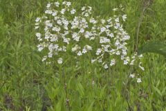 Foxglove Beardtongue, Penstemon digitalis