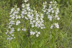 Foxglove Beardtongue, Penstemon digitalis