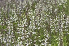 Foxglove Beardtongue, Penstemon digitalis