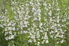Foxglove Beardtongue, Penstemon digitalis