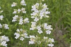 Foxglove Beardtongue, Penstemon digitalis