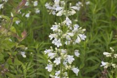 Foxglove Beardtongue, Penstemon digitalis