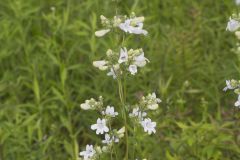 Foxglove Beardtongue, Penstemon digitalis