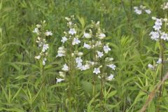 Foxglove Beardtongue, Penstemon digitalis