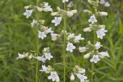 Foxglove Beardtongue, Penstemon digitalis