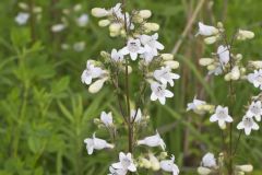Foxglove Beardtongue, Penstemon digitalis