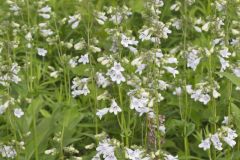 Foxglove Beardtongue, Penstemon digitalis