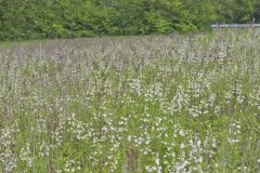 Foxglove Beardtongue, Penstemon digitalis