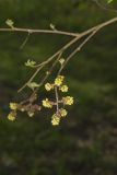Fragrant sumac, Rhus aromatica