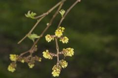 Fragrant Sumac