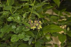 Fragrant sumac, Rhus aromatica