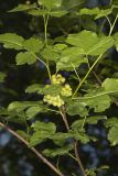 Fragrant sumac, Rhus aromatica
