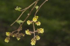 Fragrant sumac, Rhus aromatica