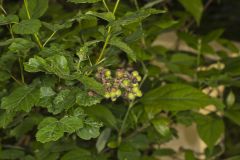 Fragrant sumac, Rhus aromatica