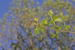 Fragrant sumac, Rhus aromatica