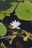 Fragrant water-lily, Nymphea odorata
