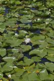 Fragrant water-lily, Nymphea odorata